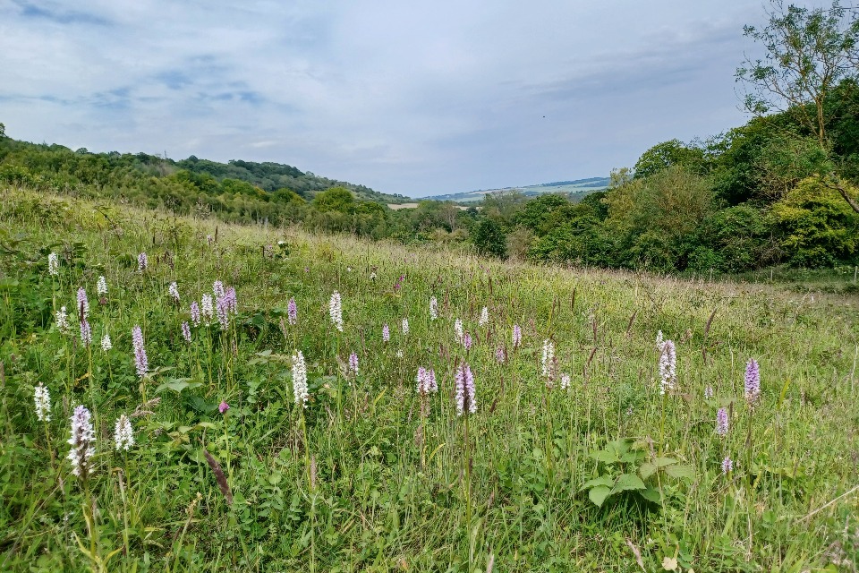 Imagem relacionada à notícia: Jardim Histórico da Inglaterra protegido com a nova Reserva Natural Nacional brilhante