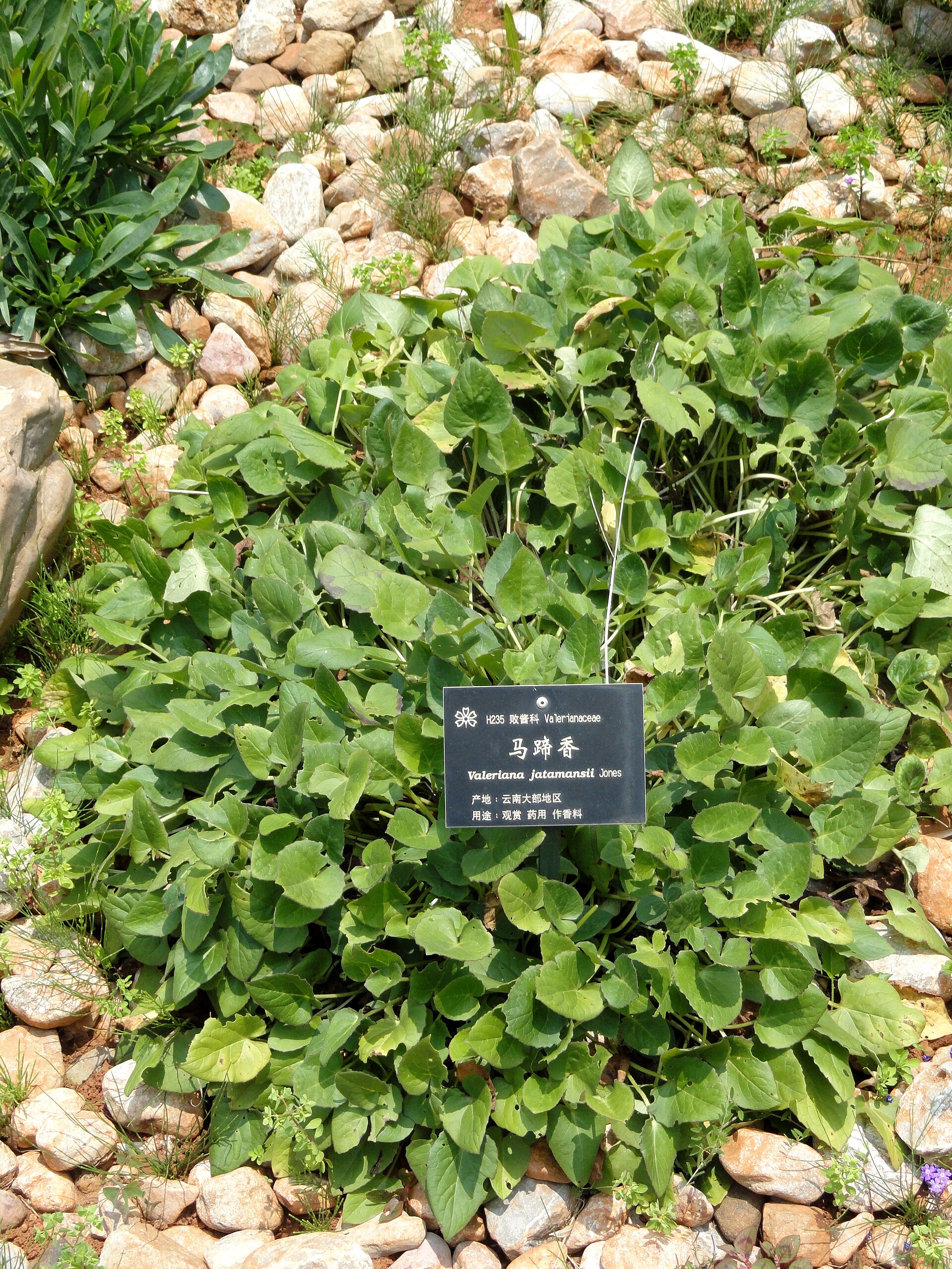 Imagem de referência de Nardostachys jatamansi, descrito nos dados abertos como planta fonte do óleo de nardo