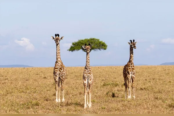 Comédia animal: veja 8 das fotos mais engraçadas da vida selvagem de 2026