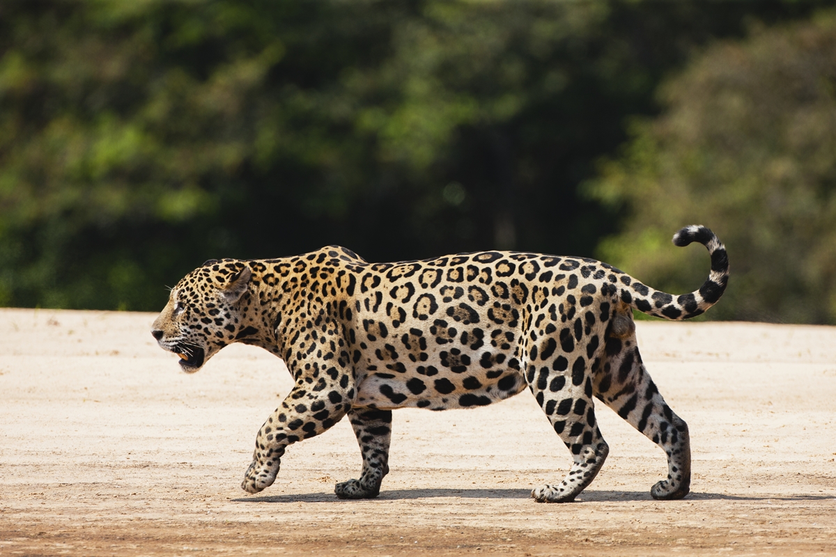 Onça-pintada de Manaus é considerada a mais velha do mundo em cativeiro