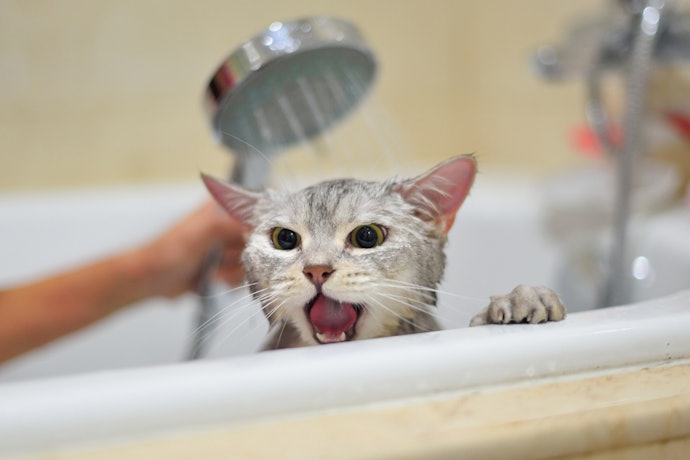 Seque Todo o Corpo do Gato e Dê a Ele uma Recompensa